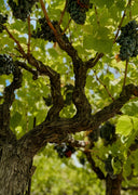 Lacules Estate Grenache Weintrauben Rotwein