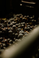 rote Weintrauben - Weinernte